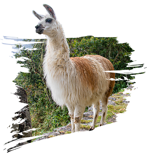 Llama en las montañas altas de Ausangate