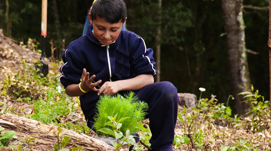 Proyecto de reforestacion ambiental