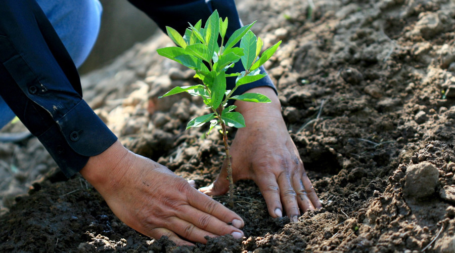 Responsabilidad ambiental - Plantando un arbol para la reforestación